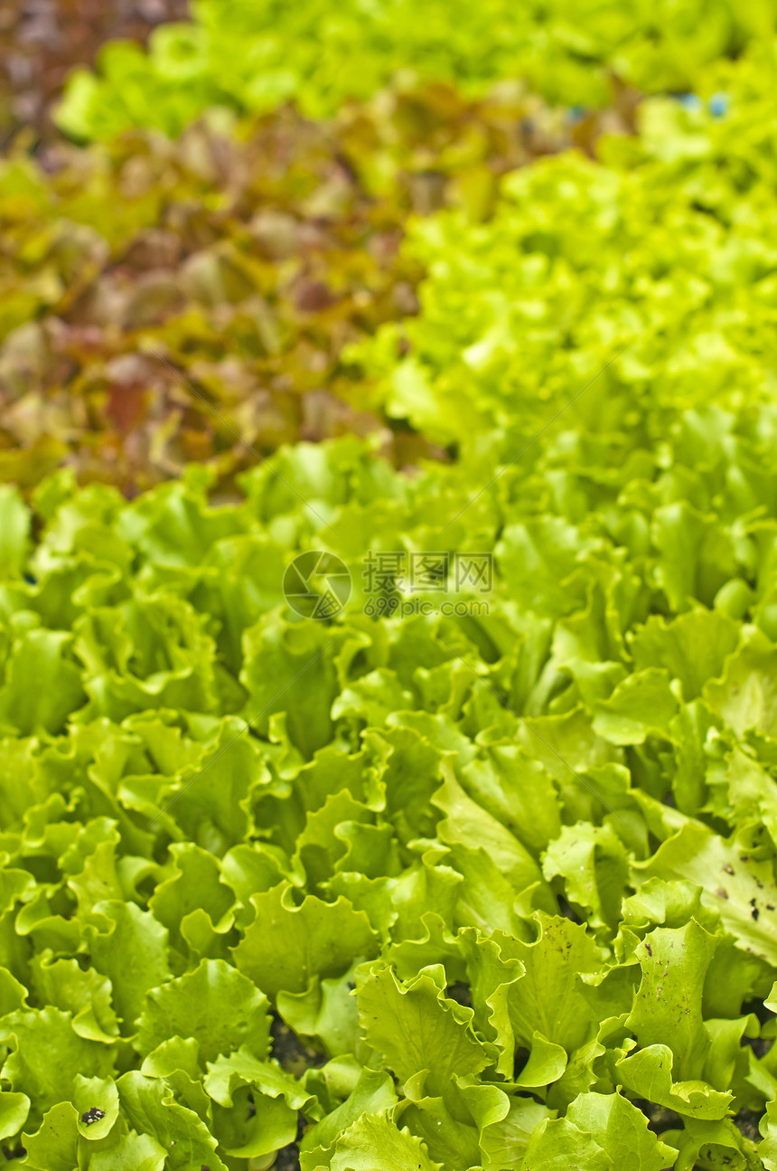 沙拉树苗园艺植物食物种子蔬菜树叶苗圃绿色植物厨房土壤图片
