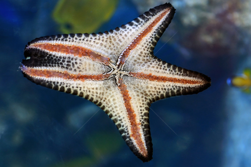 星鱼贝壳假期呼吸管海星生活支撑潜水生物学海浪生物图片