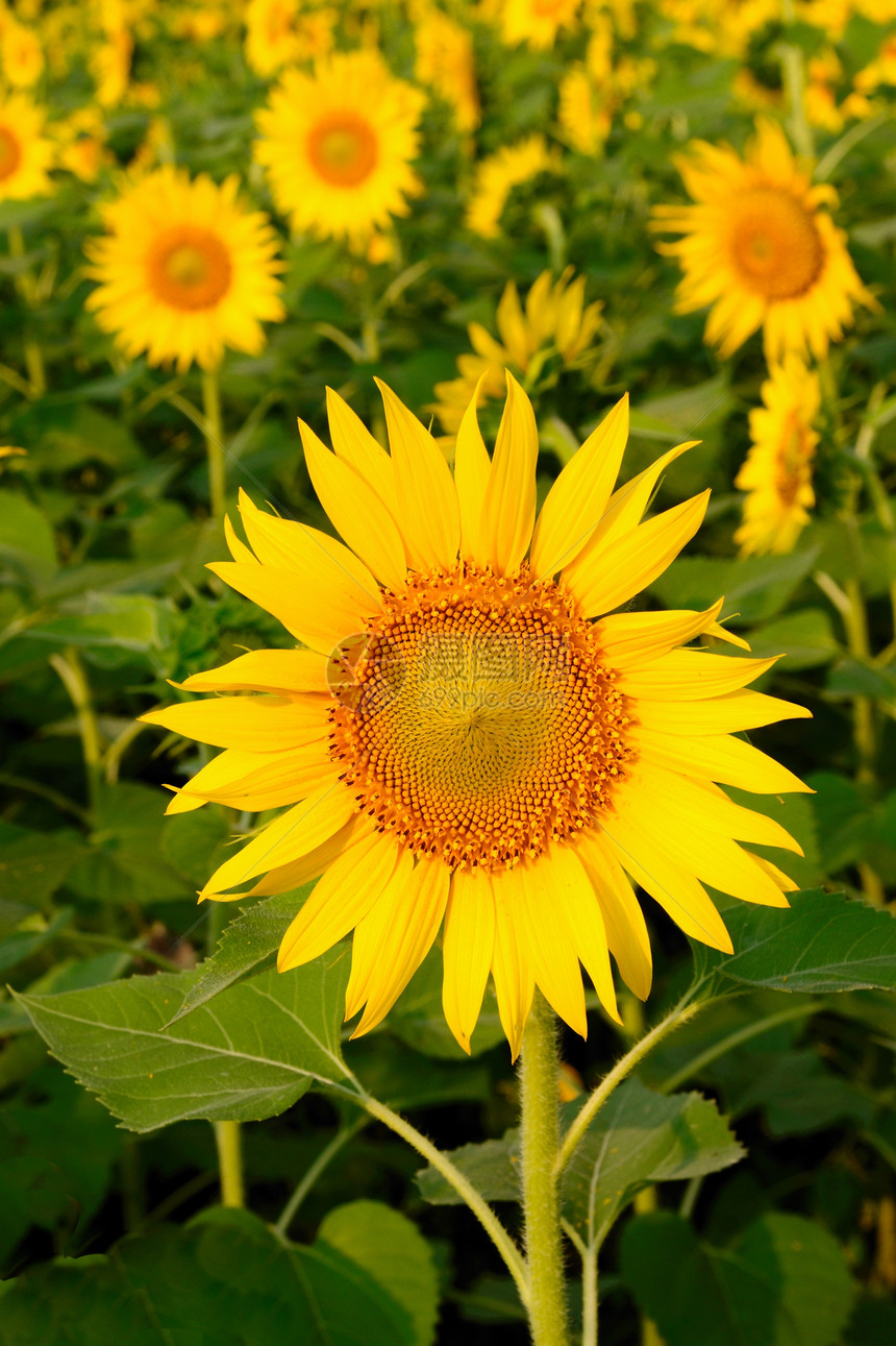 向日向晴天园艺植物学美丽黄色花瓣圆形植物向日葵圆圈图片