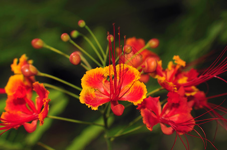古尔莫哈尔皇家植物橙子绿色热带红色火焰高清图片