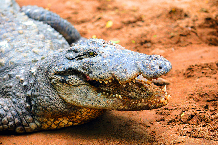 鳄鱼食肉国家岩石休息尾巴蓝色危险恐龙动物荒野图片