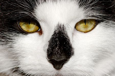 日期猫眼鼻子黑色宏观动物头发死亡白色眼睛背景图片
