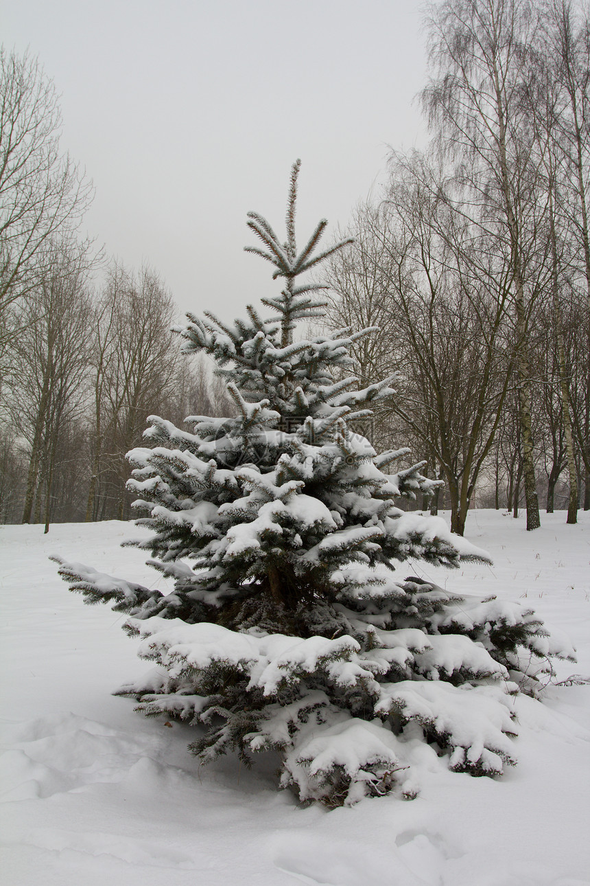 覆盖雪雪的小型fir树寂寞水晶白色针叶枞树暴风雪森林季节木头城市图片