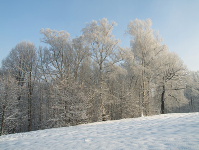 冬天气候森林天气预报背景图片