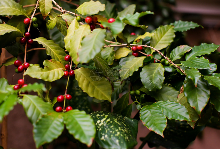 咖啡树浆果农场农业植物食物咖啡红色热带种植园植物学图片