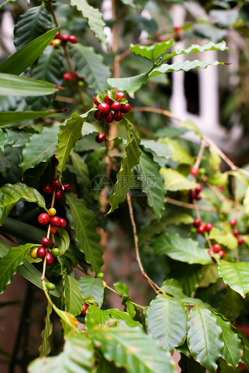 咖啡树农业红色浆果绿色农场叶子植物植物学咖啡热带图片