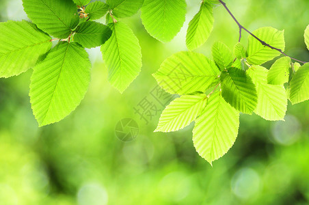 自然树木风景晴天温泉太阳环境植物宏观背景叶子背景图片