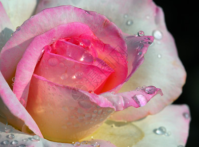 粉红花植物群园艺宏观玫瑰粉色花瓣背景图片