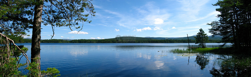 蓝湖孤独树木国家叶子苔藓木头农村季节风景植物群图片
