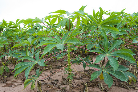 木薯种植园棕色的食物高清图片