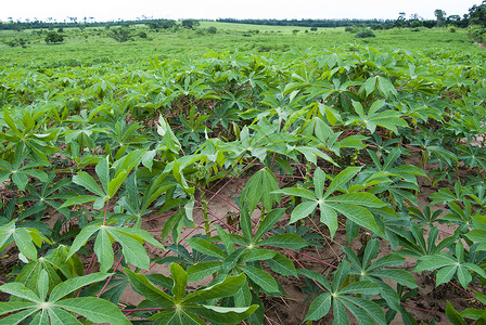 木薯种植园热带丝兰高清图片