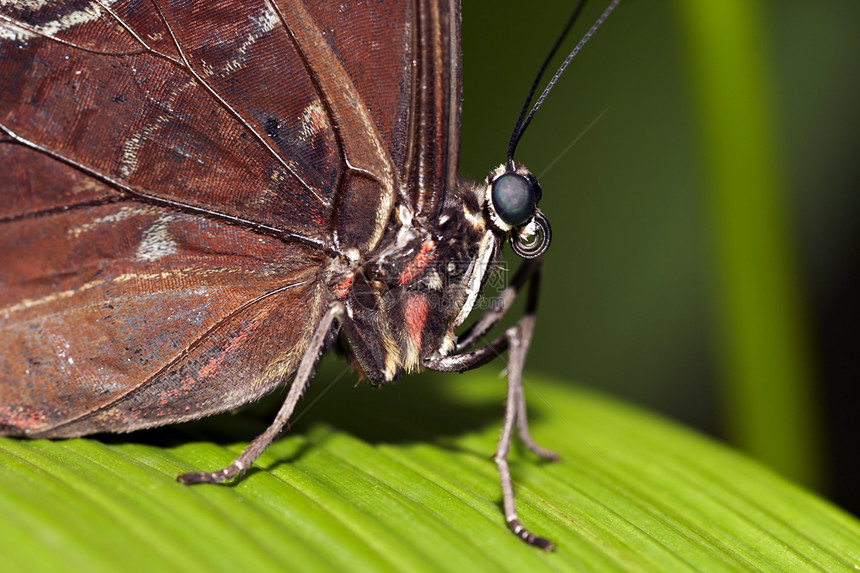 蓝月光蝴蝶昆虫宏观长鼻蓝色热带笨蛋害虫动物翅膀触角图片