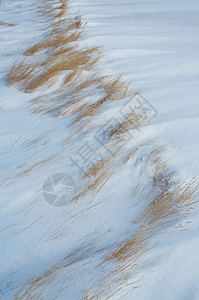 风吹雪时的青草雪堆草原冻结漂移背景图片