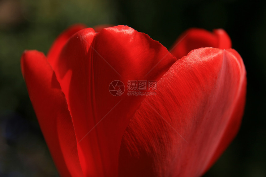 红郁金红色生活区系花园植物群环境花瓣绿色植物繁荣宏观图片