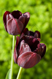 万磁王黑色郁金香异国宏观区系植物群花瓣情调生活植物花园绿色背景