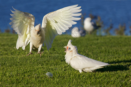 凤头珍珠鸡小科雷拉斯鸟类生活航班动物科雷属地红豆羽毛鹦鹉翅膀背景