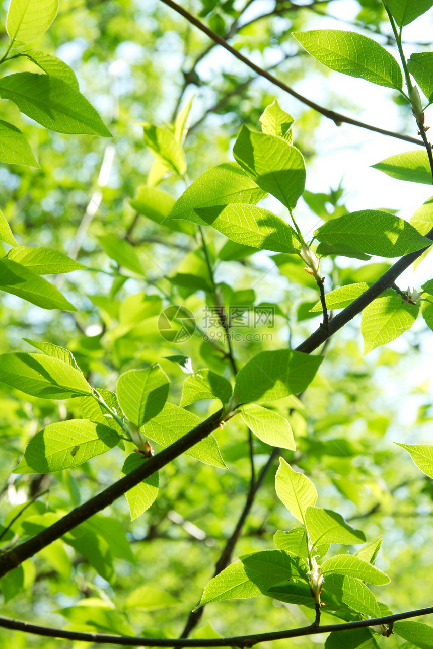 休假假期花园叶子国家树叶绿色植物生长植物自由公园娱乐图片