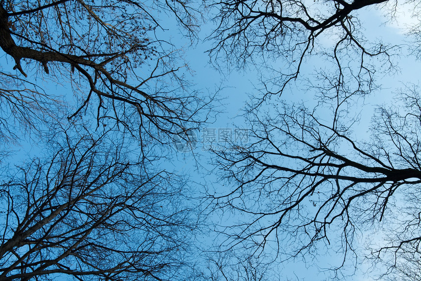 树顶农村蓝色树木森林树干公园环境植被天空国家图片