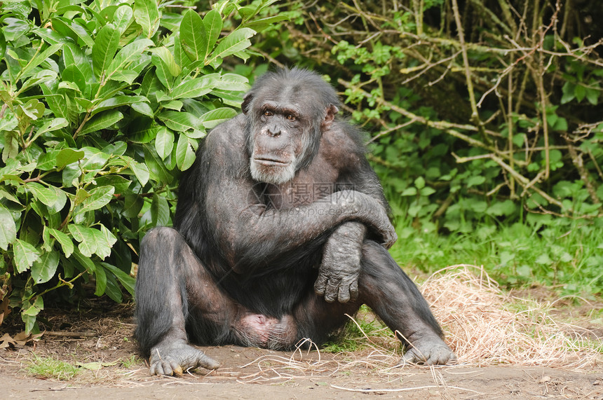 黑猩猩野生动物黑色热带动物灵长类濒危图片