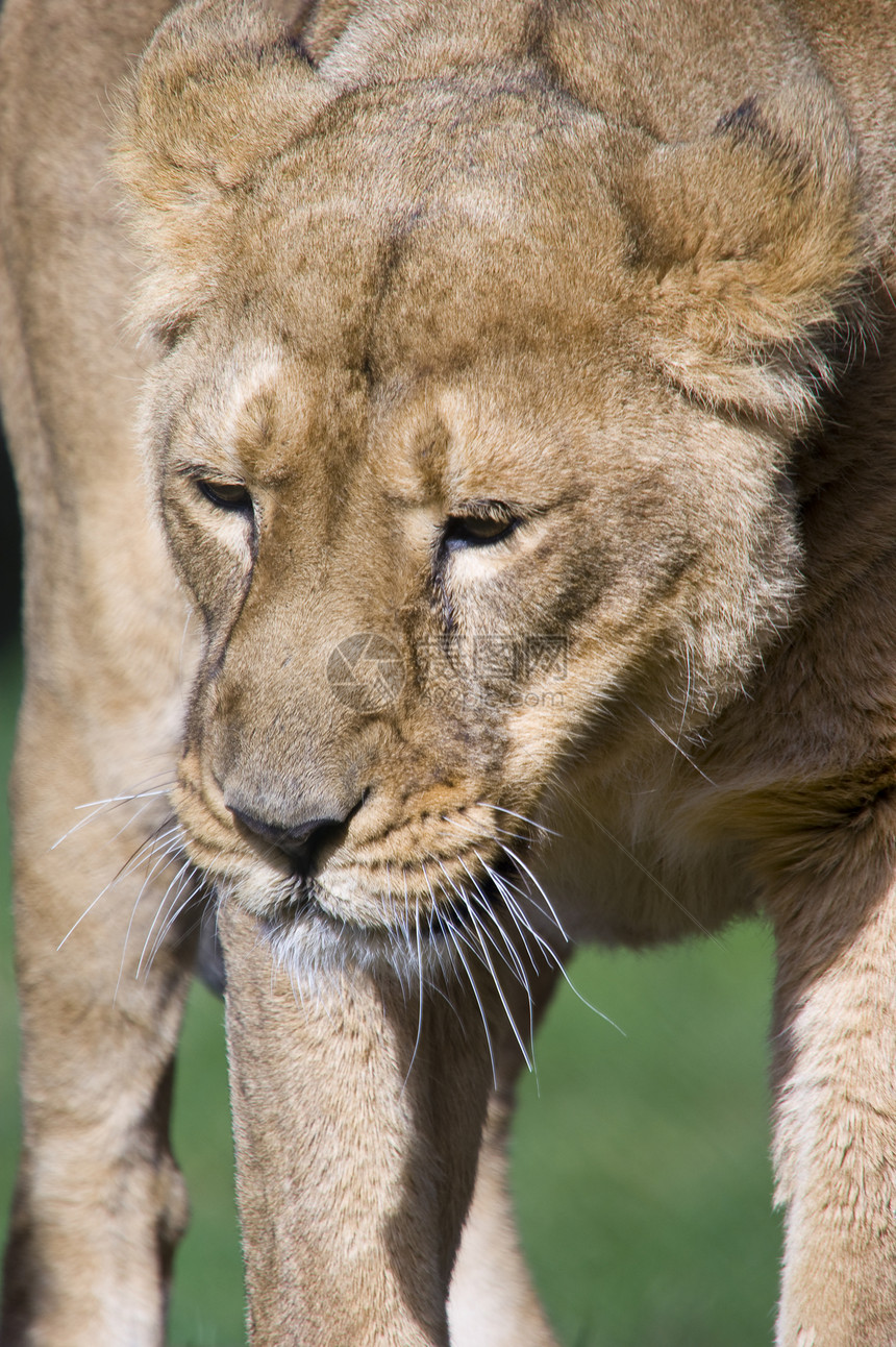 狮子狮座食肉野生动物哺乳动物母狮女性动物褐色猫科动物棕褐色图片
