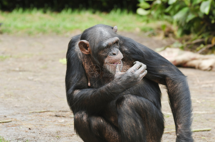 黑猩猩濒危黑色灵长类热带野生动物动物图片