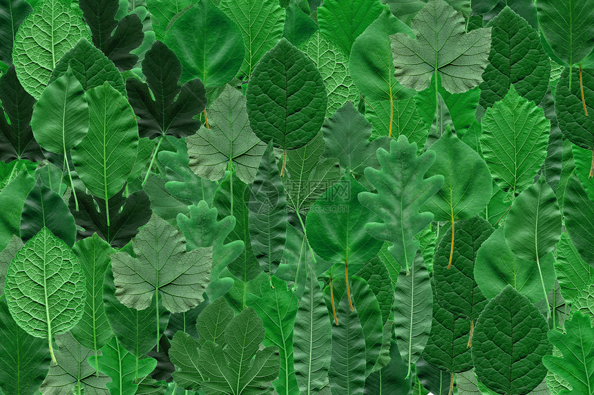 树叶拼贴植物核桃橡木叶子榛子绿色植被图片