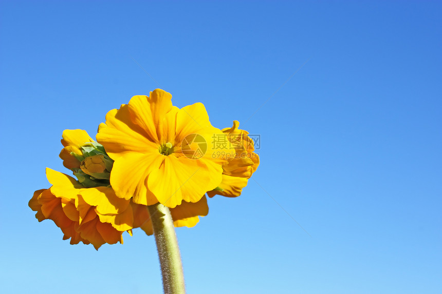 黄褐色黄色蓝色花瓣植物群宏观天空季节性植物绿色季节图片
