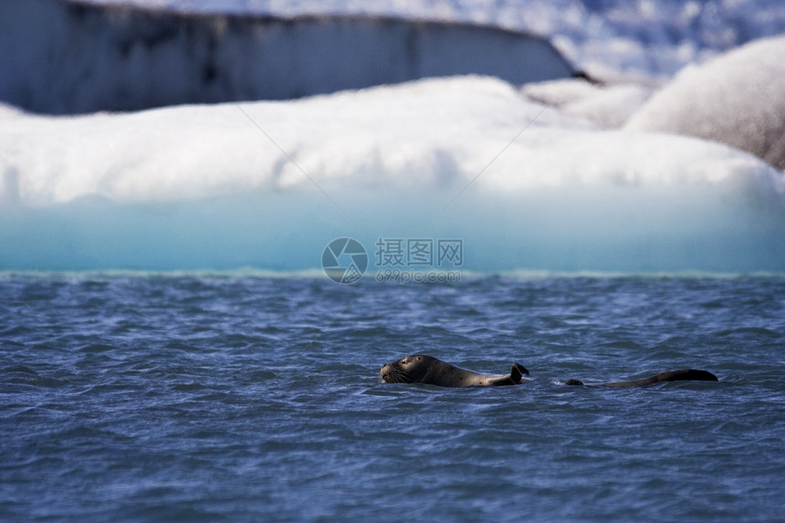 冰岛Jokusaron冰川湖的海豹游泳图片