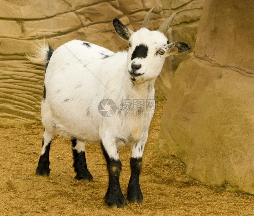 俾格米山羊毛皮侏儒眼睛黑色白色山羊家畜照片脊椎动物动物图片