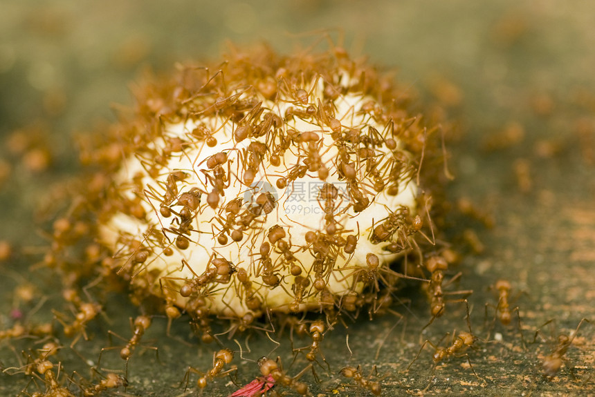 切叶器蚂蚁宏观体力劳动者异国绿色重量叶子力量耐力照片速度图片