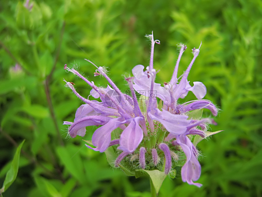 淡紫花植物国家花粉植物学花园季节性野花植物群乡村农村图片