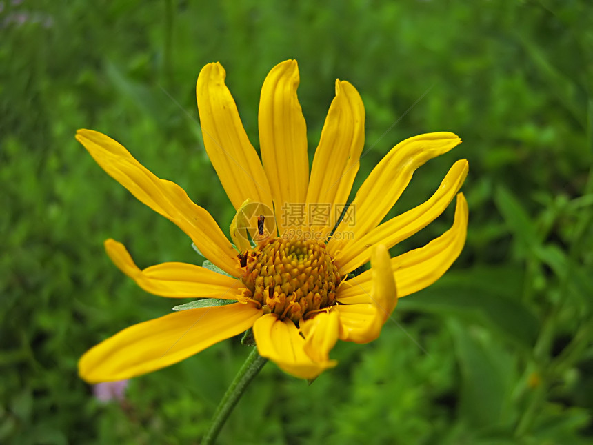 黄花国家园艺花粉季节植物绿色乡村植物群花园季节性图片