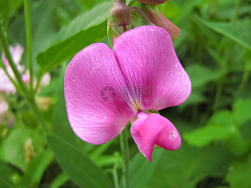 粉红花植物学国家季节季节性园艺野花乡村花粉植物农村图片