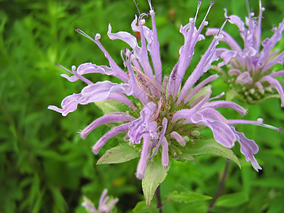 淡紫花植物群园艺季节绿色季节性野花花园花瓣国家植物高清图片