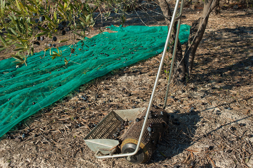 橄榄收获滚筒工具种子绿色收成树林乡村农业元素草地图片