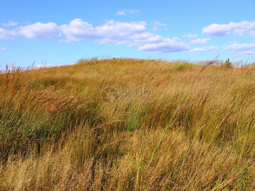 Nachusa 草原  伊利诺伊州植物场景生态风景环境爬坡植被植物群荒野生物学图片