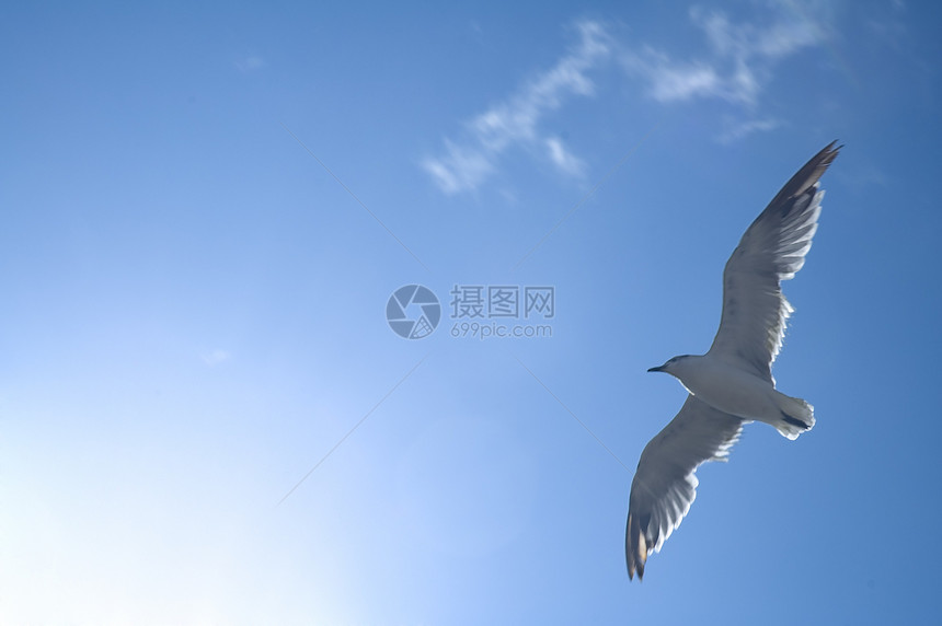 海鸥海岸海岸线天空飞行翅膀动物羽毛鸟类航班海鸟图片