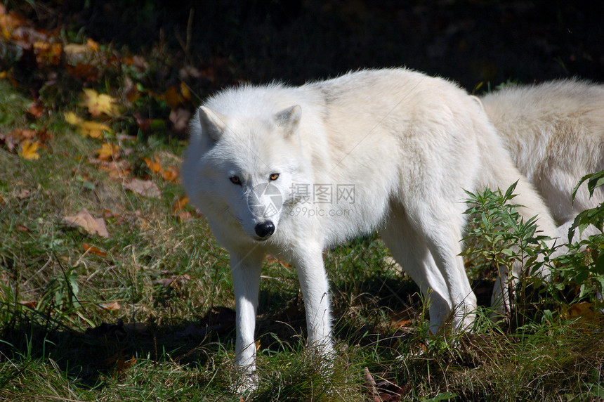 北极野狼犬类荒野野生动物白色狼疮森林苔原毛皮哺乳动物捕食者图片