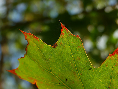 叶子红色晴天植物橡木绿色背景图片