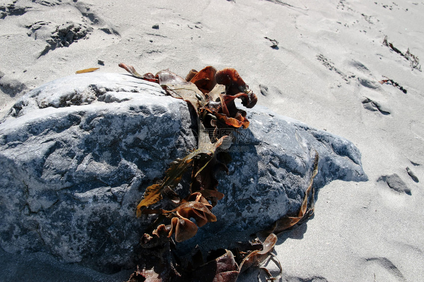 海藻在岩石上捕捉图片