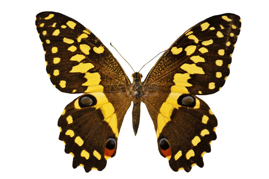 黑色和黄黄的蝴蝶图片