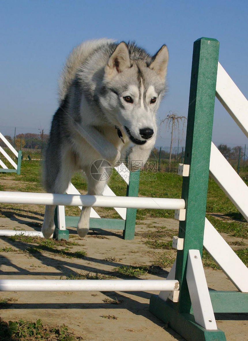 跳着西比亚哈斯基小狗运动动物宠物图片