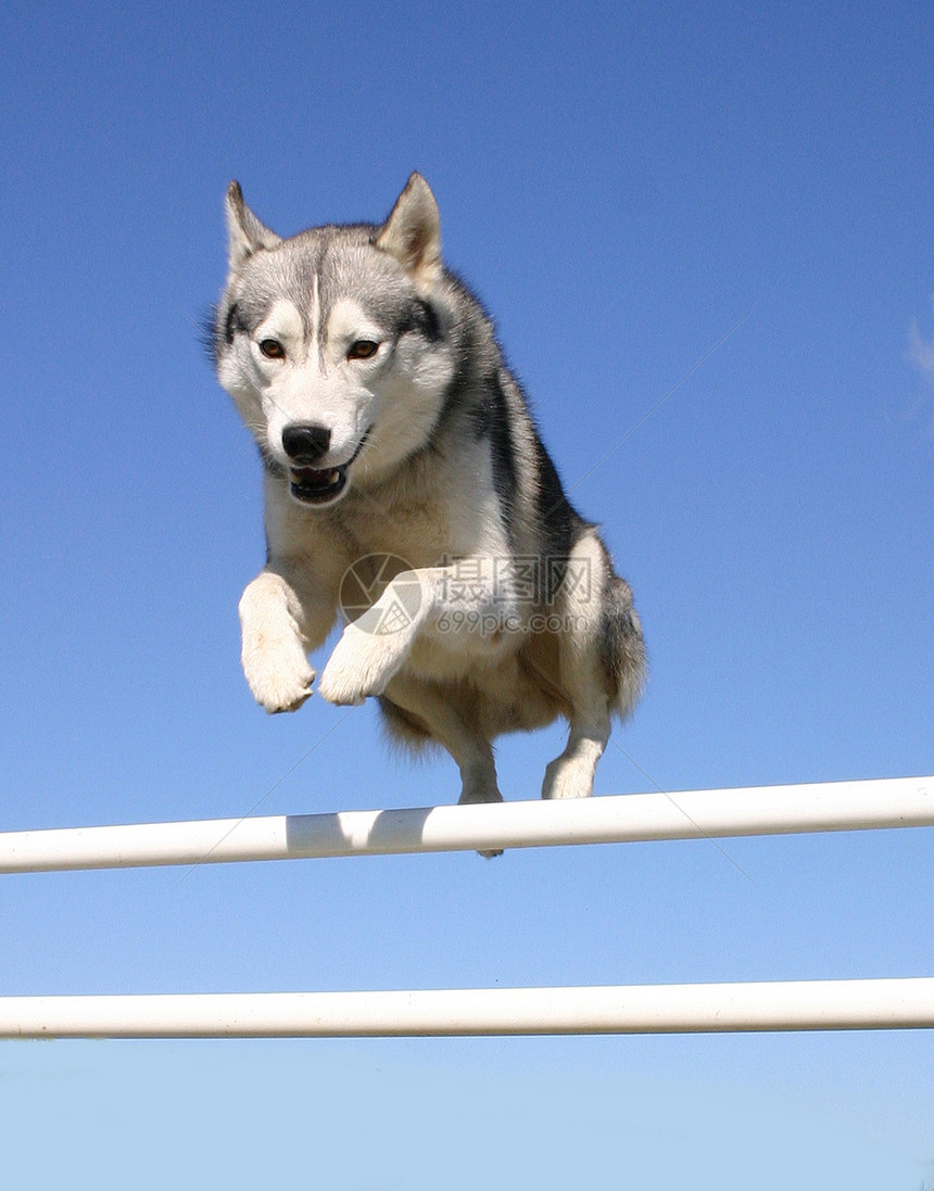 跳着西比亚哈斯基运动动物小狗宠物图片