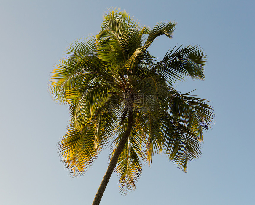 阳光点亮棕榈树热带天空绿色棕榈日落晴天叶子橙子图片