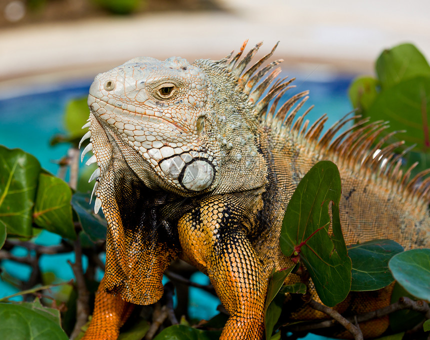 Iguana之眼凤头生物橙子皮肤热带脊椎动物脊柱波峰鬣蜥爬虫图片