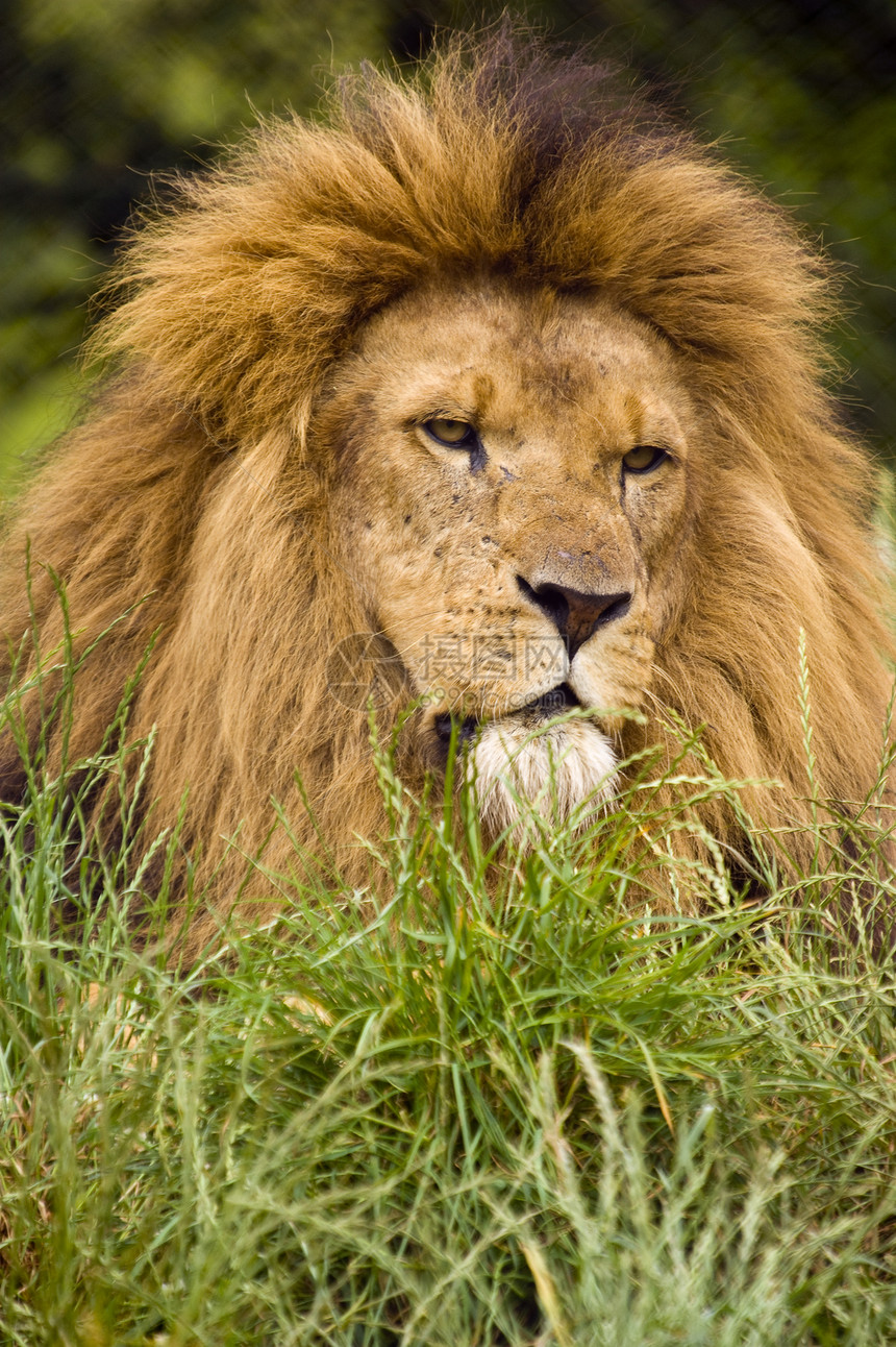 狮子动物食肉男性野生动物猫科哺乳动物图片
