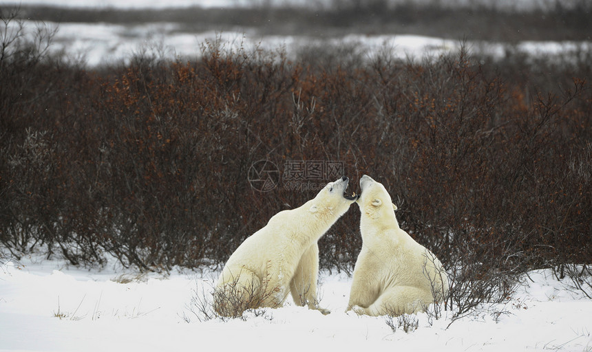 北极熊对话哺乳动物捕食者打猎毛皮斗争危险荒野运动苔原栖息地图片