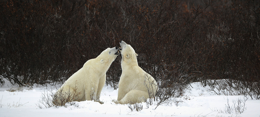 北极熊对话栖息地捕食者气候天气苔原荒野力量食肉灭绝动物图片