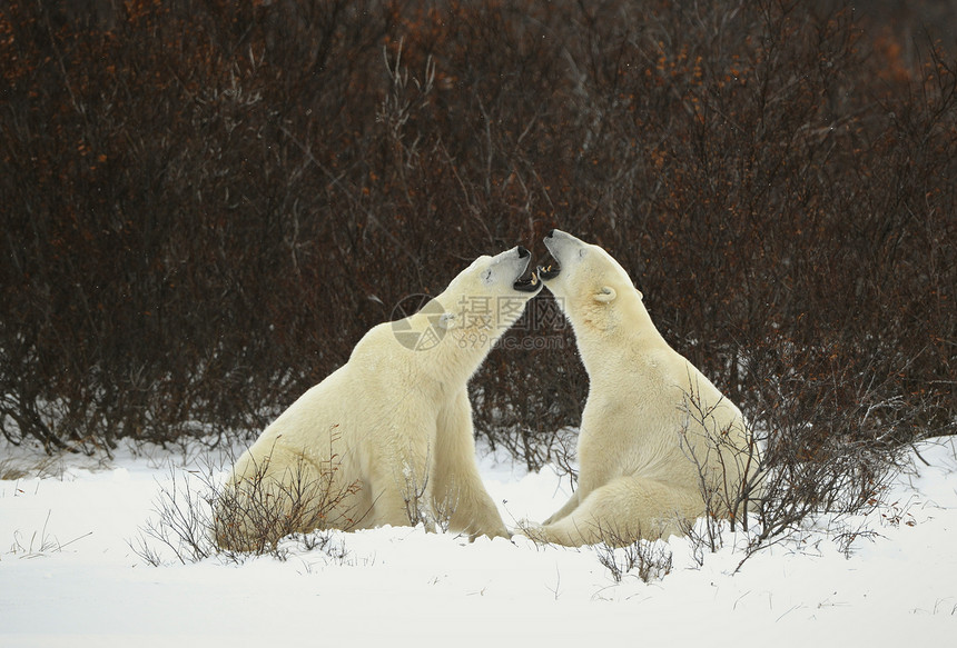 北极熊对话动物天气海事运动爪子野生动物哺乳动物苔原危险食肉图片