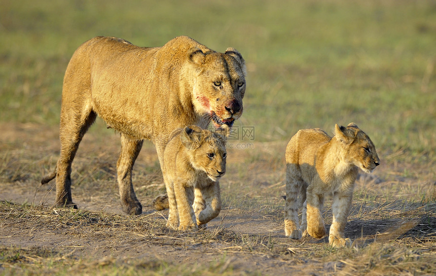 和幼崽一起打猎之后的狮子座婴儿太阳大猫幼兽动物幼崽女性晶须狮子小猫图片